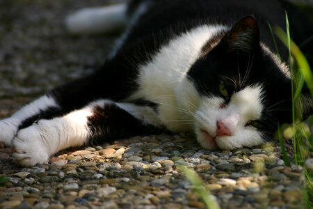 Cat sunning domestic cat