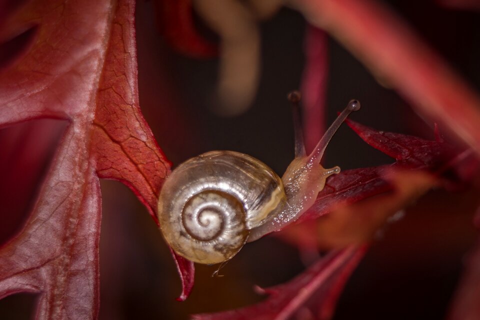 Shell close up nature