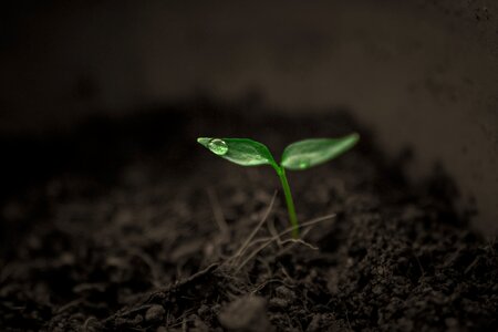 Plant rain single photo