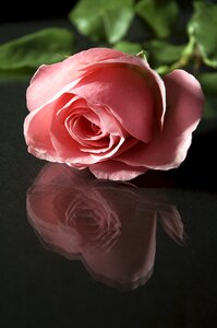 Petal romance floral