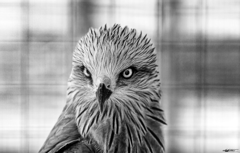 Bird animal fly
