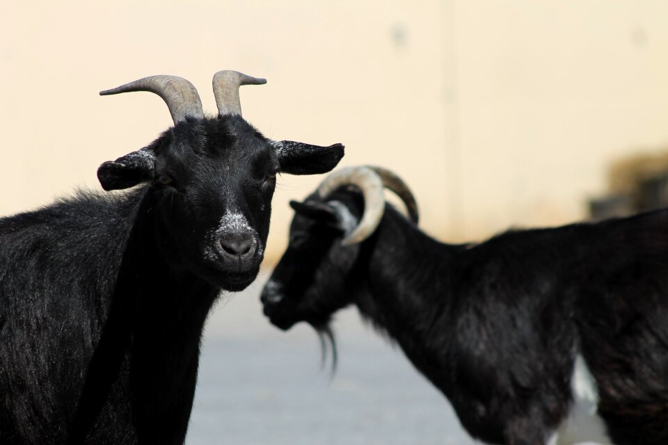 Nature goat zoo photo