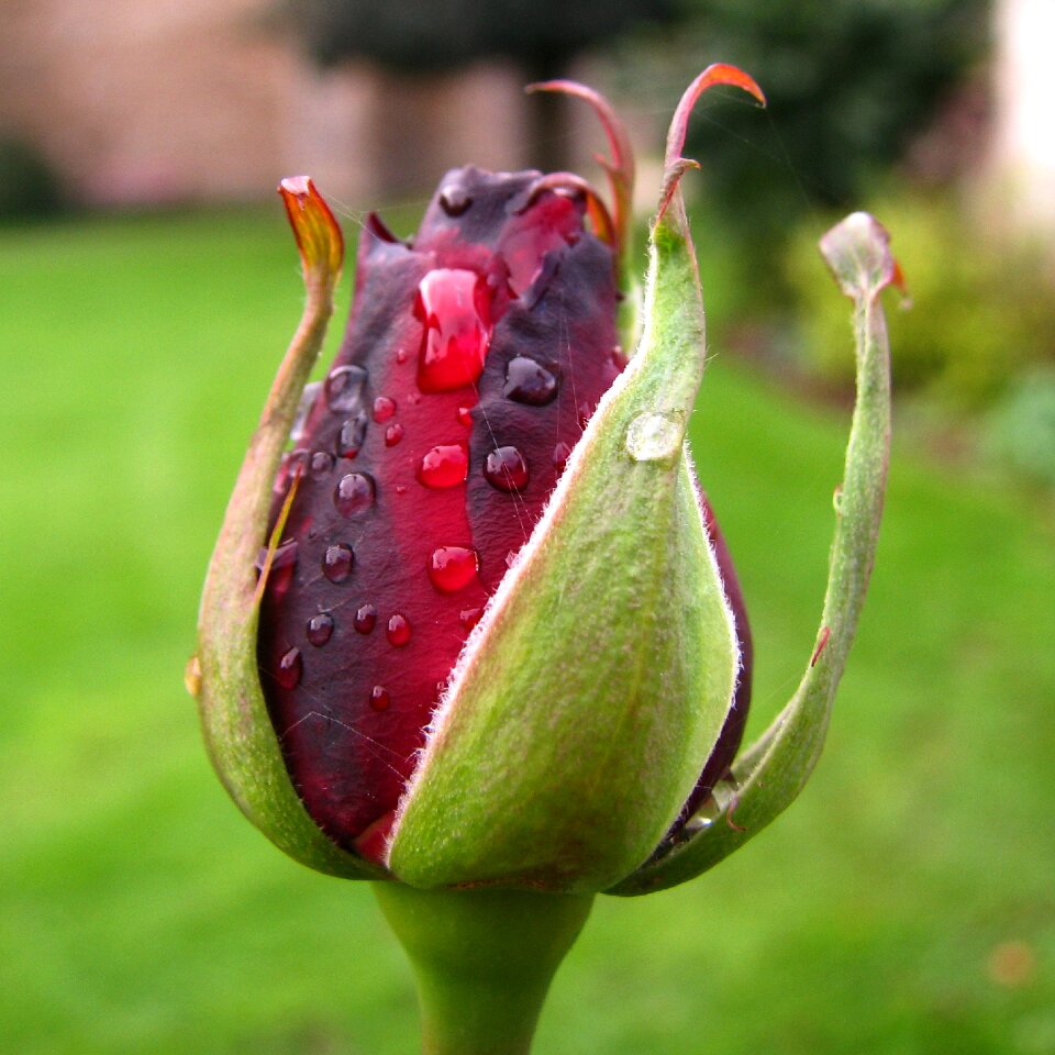 Flower summer plant