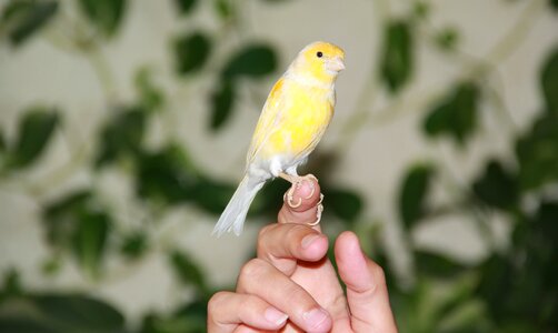 Yellow bird animals
