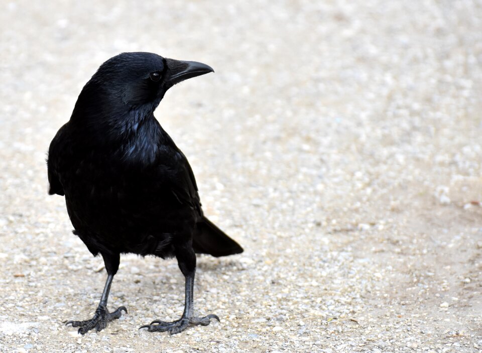 Crow animal nature photo