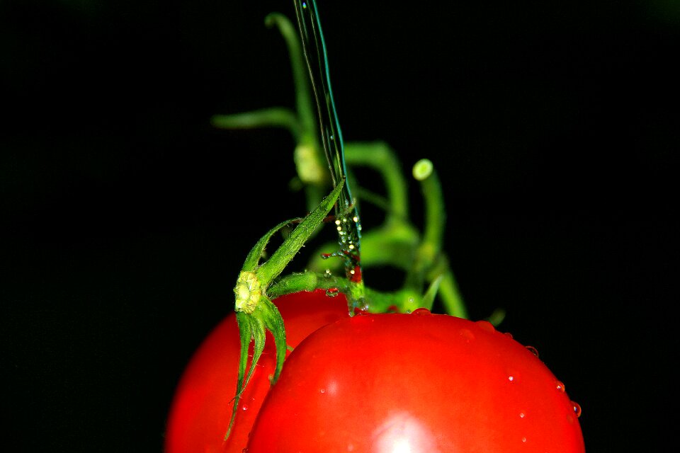 Tomato testy water