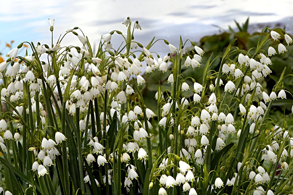 Snowdrop galanthus spring flower