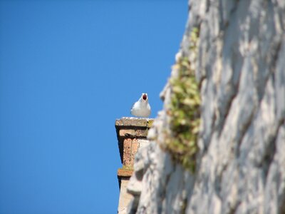 Seagull destination dalmatia photo