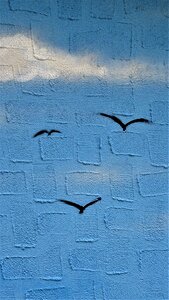 Birds gulls hauswand
