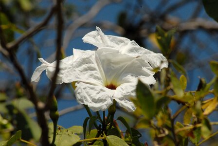 Wild flora cazahuate