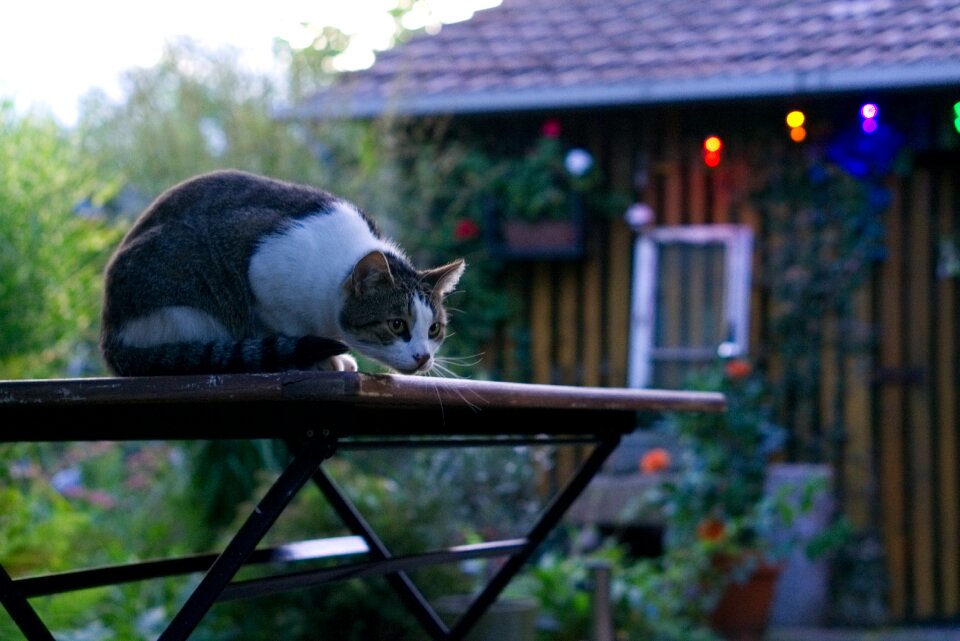 Curious nature autumn