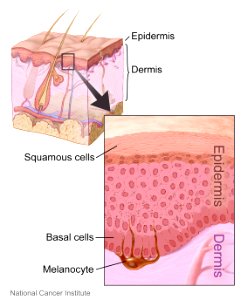 Layers of the skin