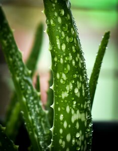 Growth cactus aloe vera photo