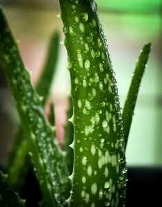 Growth cactus aloe vera