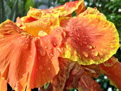 Dewdrop orange yellow photo