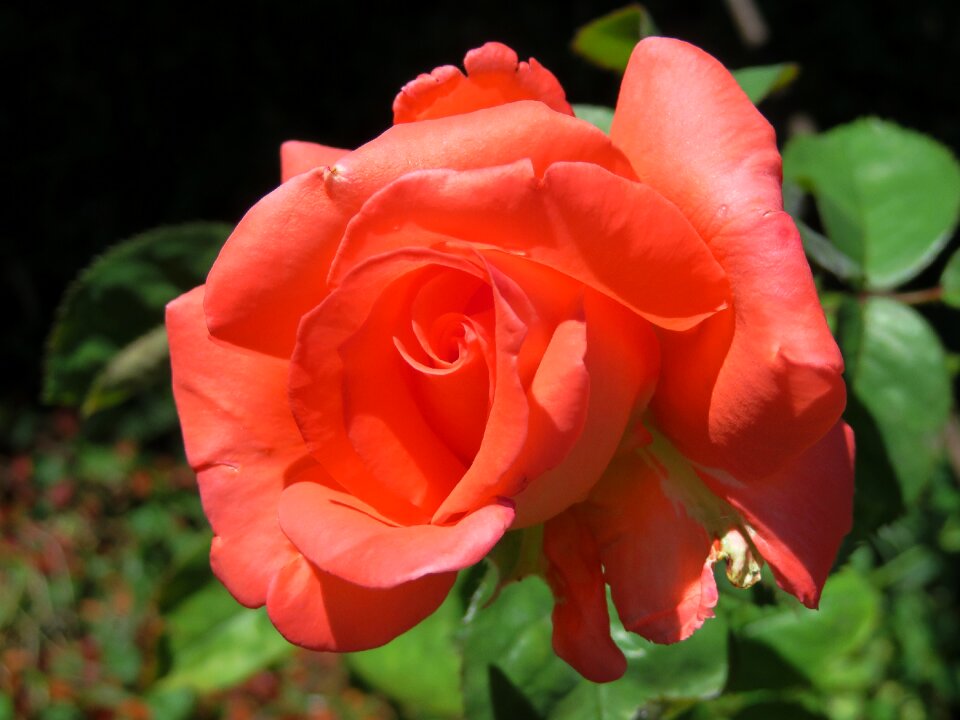 Rose flower buds vicky