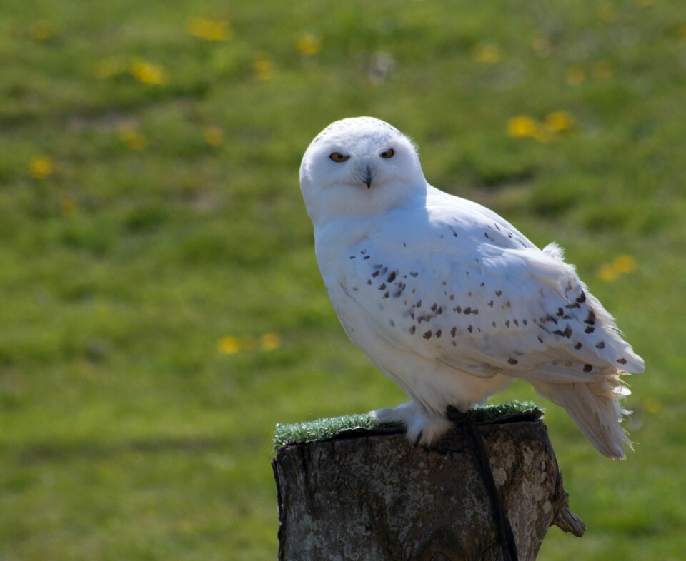 Bird snowy owl owl