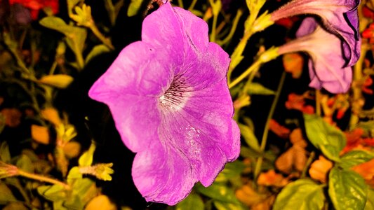 Postcard flowers petunia