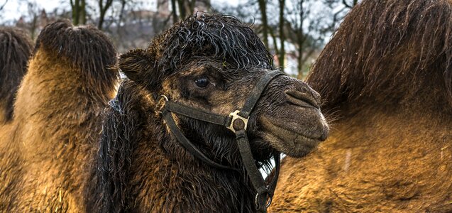 Mammal animal world portrait