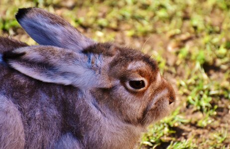 Animal animal world fur