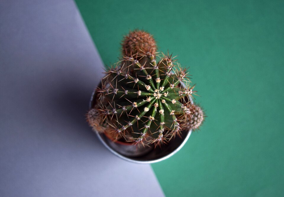 Plant green tropical