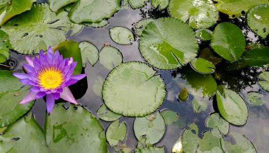 Lotus purple clear the net