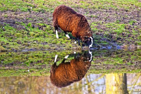 Livestock ewe ovis aries