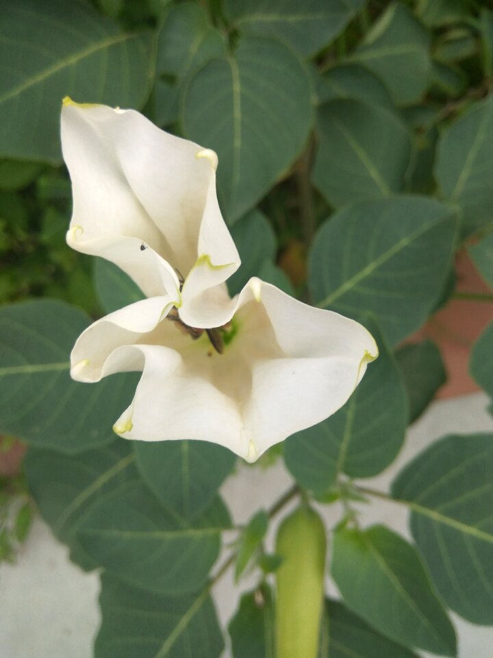 Bee white wild