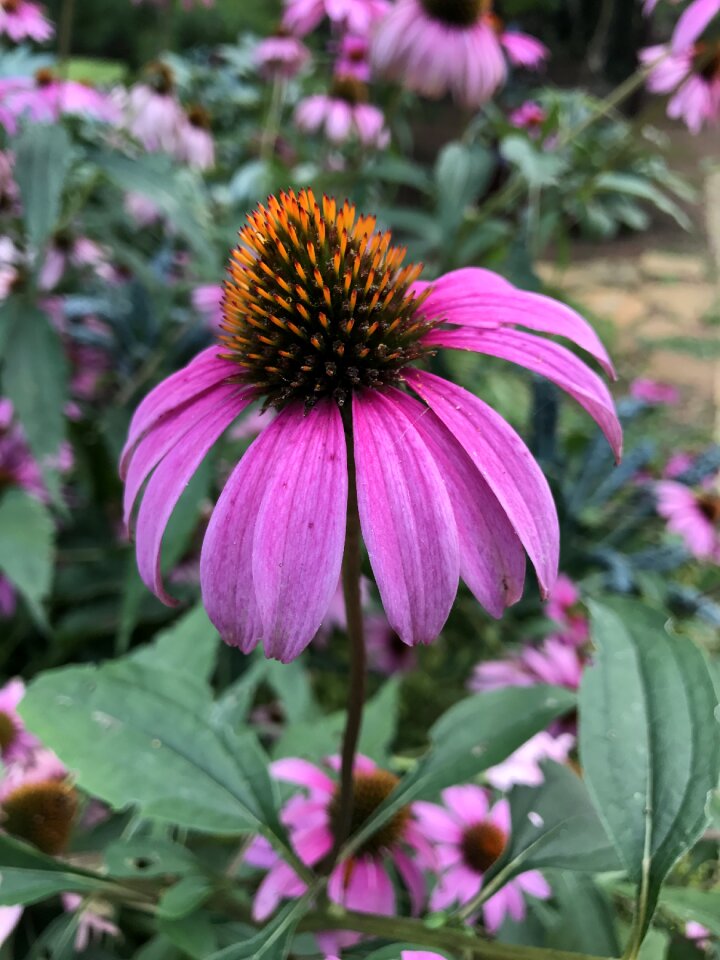 Flower plant wildflower