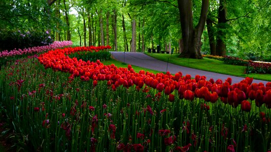 Garden netherlands tulips