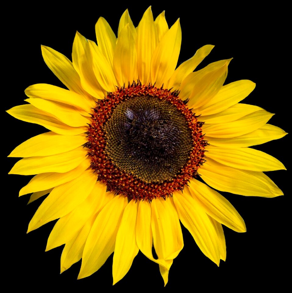 Isolated flower yellow