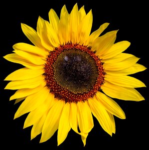 Isolated flower yellow photo
