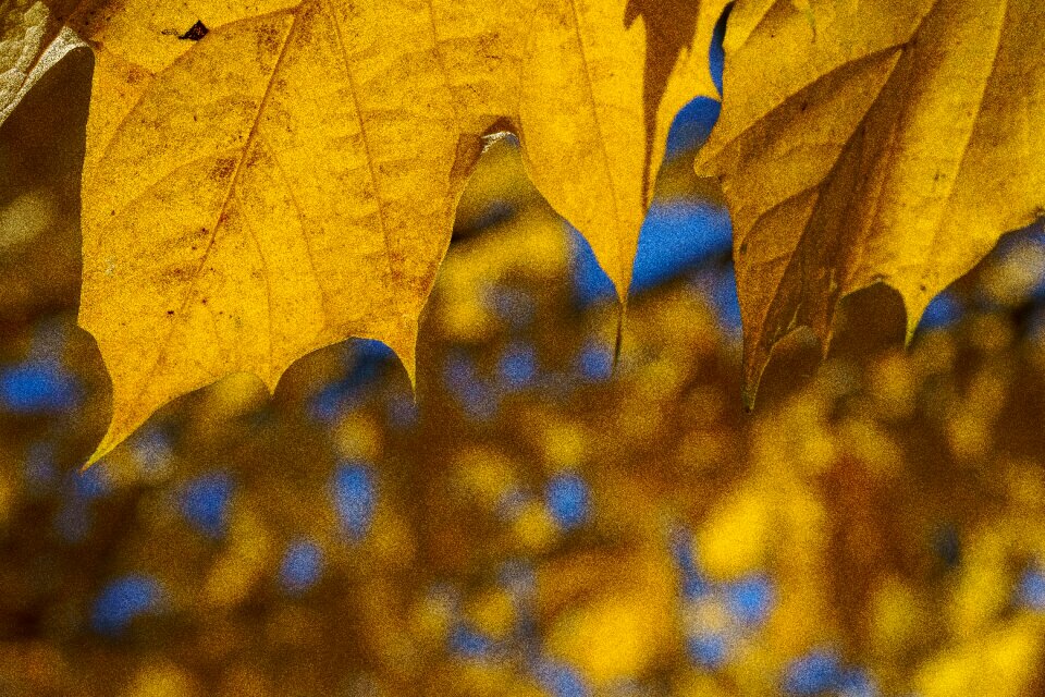 Sun golden autumn leaves
