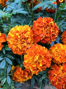 Marigolds plant wildflowers photo