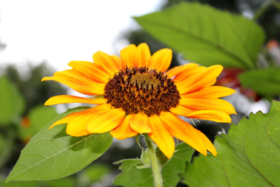 Leaf summer sunflower