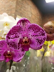 Orquídea flor morada flor