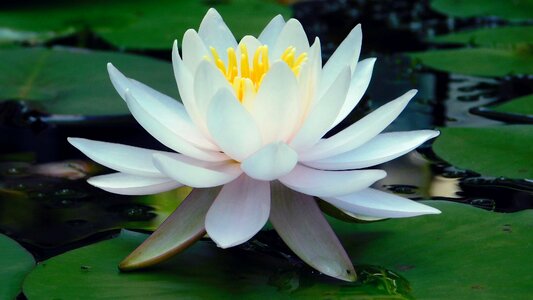 Water flower water plant water lily