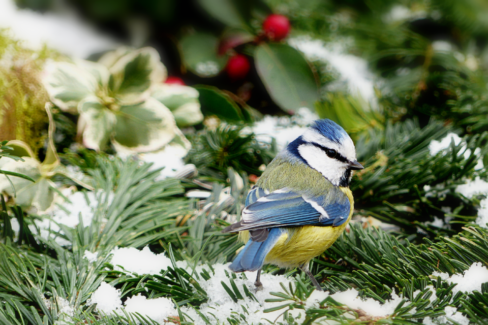 Blue tit cyanistes caeruleus songbird