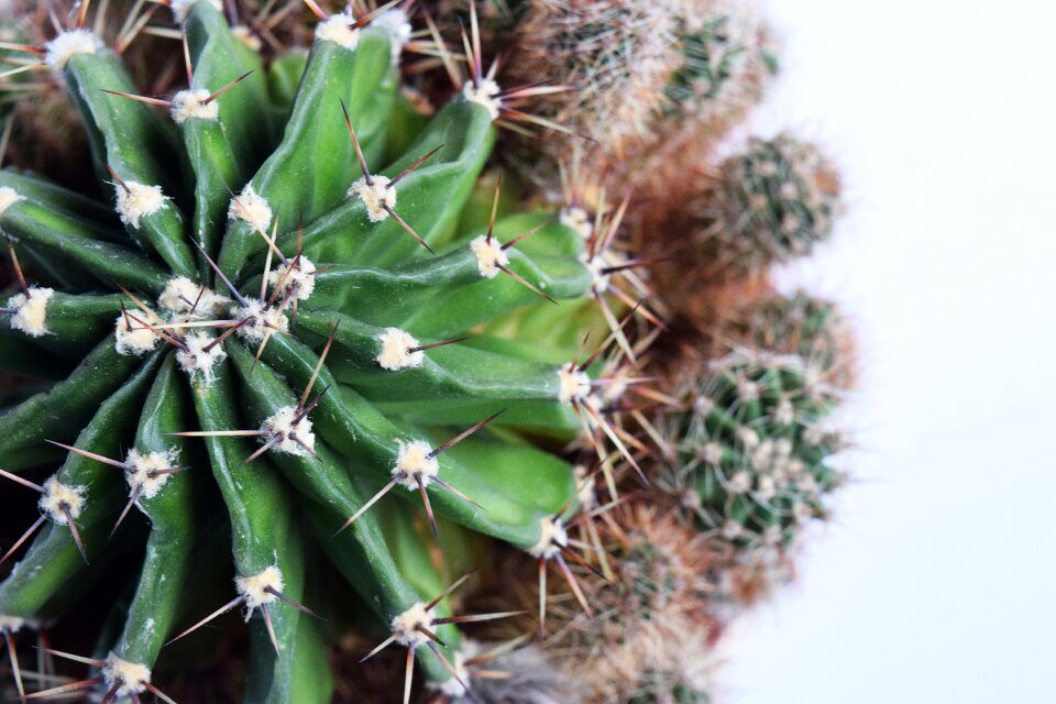 Plant botany natural