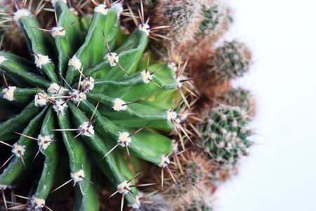 Plant botany natural
