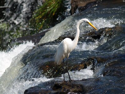 Nature bird waterfalls