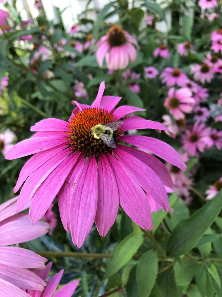 Cone flower plant wildflower photo