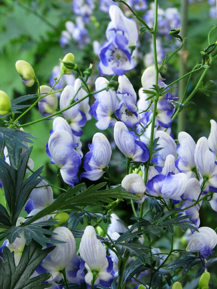 Bloom ornamental plant summer