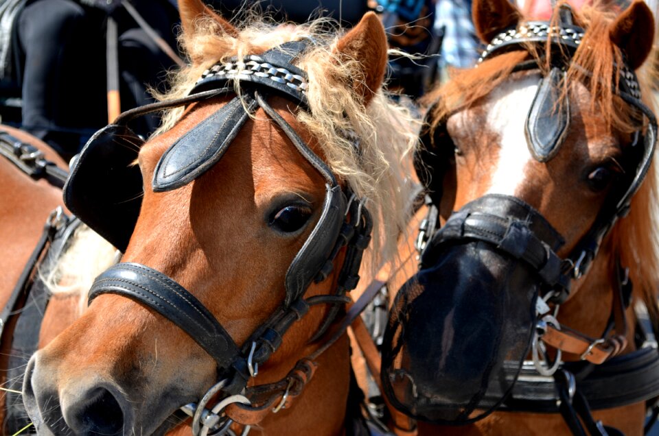 Monteaura horses animal