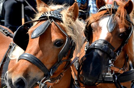 Monteaura horses animal