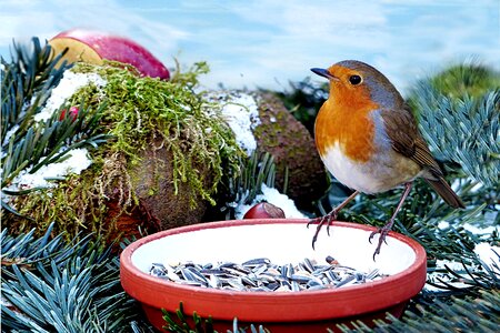 Robin erithacus rubecula scheu