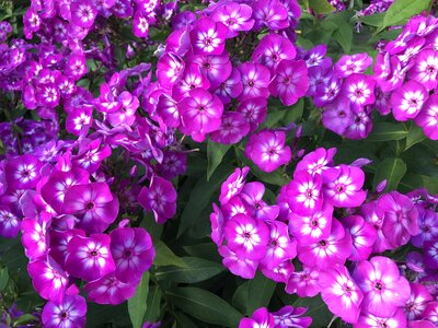 Purple flowers plant wildflowers