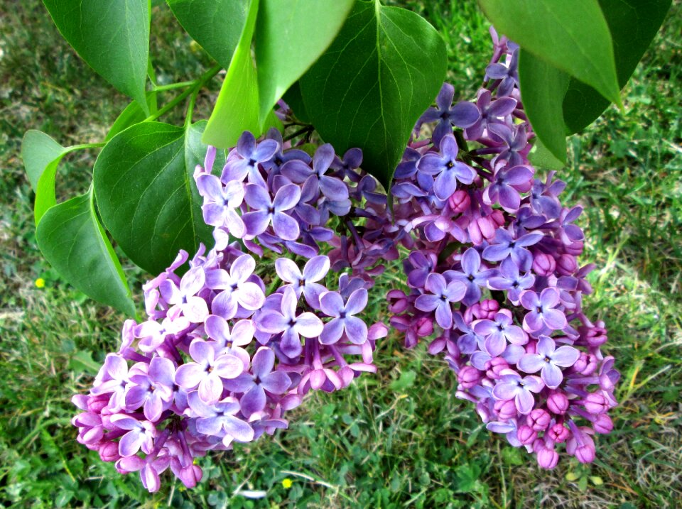 Flower garden lilac