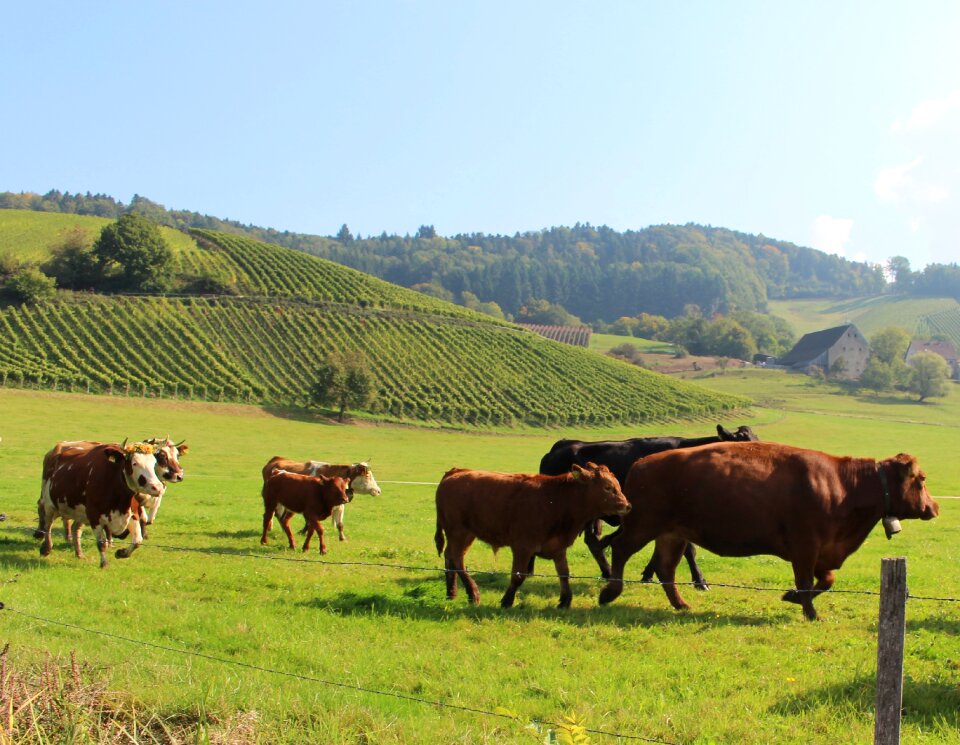 Agriculture animals meadow