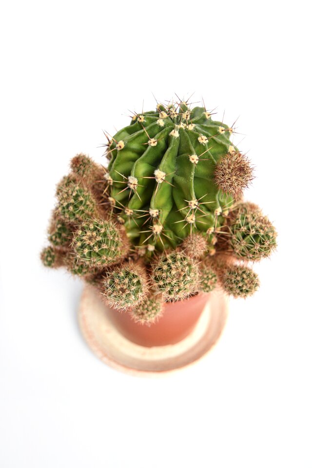 Cactae botanical plant